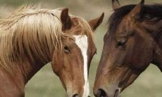 属鸡的遇虎年好不好(属鸡人逢虎年)