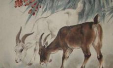 41岁属羊人的一生宿命(1943年属羊人终身寿命)