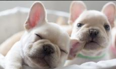 水瓶座的幸运动物(水瓶座一生的幸运颜色)