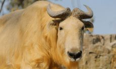 不和你计较是什么生肖(怎样哄狮子座女生)