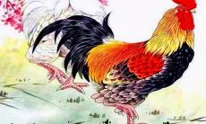 2023年属鸡的1969年的运势(69年的鸡在2023年的运势怎么样)