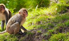 属猴的男人命运会怎么写(76属龙女人婚姻命运)
