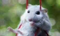 属猴的什么颜色好运(2023属猴女的吉祥色)