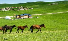 属马最好时辰命运(95年属猪几月命不好)