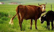 属牛最命苦的时辰1985年7月10(1985年属牛十月出生命运)