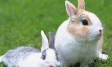 属猪女放弃一个人的表现(属猪的女人床上的表现如何)