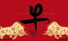 属猪的人和属牛的人合不合(属猪和属蛇的合不合)