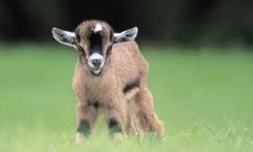 属羊的女人容易发生婚外情吗(79属羊男几次婚姻)