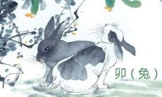 属兔人情商高吗(属兔的人性格怎么样)