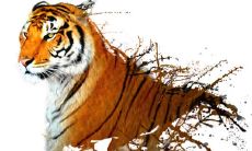 十月出生属虎的人命运怎么样(98年属虎农历十月出生最好)