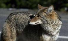 历史上看面相的高人(古代面相大师)