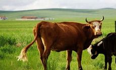 85年属牛男在2023年感情运势(1985属牛今年运势)