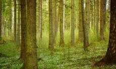 日柱纳音大林木的详解(日柱纳音成器怎样看)