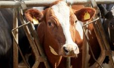 属鸡男和属龙女的姻缘如何(属龙女和属羊男姻缘怎么样)