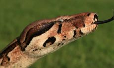 男人梦见大蛇什么意思(男人梦见蛇要发财)