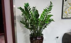 属虎人适合养的植物(属虎养什么植物旺财)