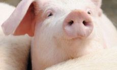 1971年属猪人性格特点(95年属猪的男人性格)