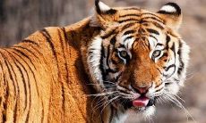 属虎农历几月出生男宝最好(属虎男农历几月出生最好)