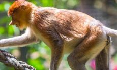 属猴女财运在什么方位(1980年属猴女财运方向)