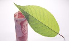 属狗什么颜色比较好(属狗配什么颜色最佳)