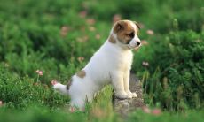 宠物起名字的常见方法(根据主人名字给宠物起名字)