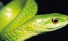 已婚女性梦见大蛇(已婚女人白天梦到许多大蛇)