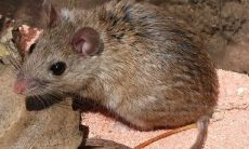 2023年的属鼠的是什么命(2024年属龙的是什么命)