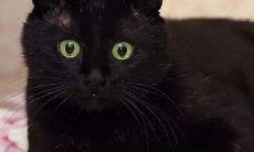 梦到被猫杀死了啥意思(梦到猫并且把猫给杀啦)