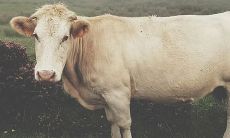 73年属牛男最佳婚配(73年属牛2023年有三喜)