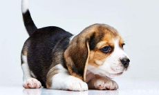 属狗和什么属相三合(属牛的三合贵人)