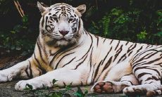 今日黄历生肖相冲查询(今天属相是什么怎么查)