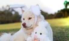 46年属狗男寿终多少岁(1947年属猪的寿命预测)