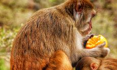 2023年有姻缘的人属猴的和属牛的(2023年属猴姻缘)