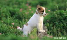 1982年属狗是什么五行属什么(属鸡的五行属什么)