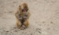 属猴的女人的性格特征(属猴的人性格和优缺点女)