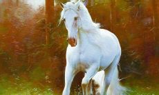 与狗合财的属相(属狗的与什么属相合作能发财)