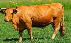 什么属相是属牛人的真正贵人(女属鼠的贵人)