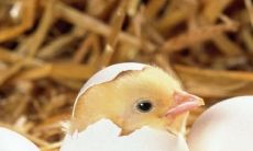 九三年属鸡的男人婚姻如何(九三年属鸡的男生命运如何)