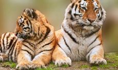 属虎人与属虎人相配吗(属虎的人跟什么属相最配)