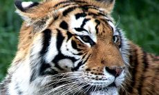 梦到自己死了去火葬场火化(属虎的人有什么忌讳)