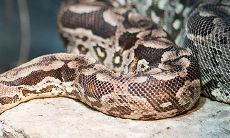 生肖蛇和生肖蛇合适吗(蛇和牛相配吗)