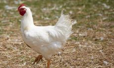 属鸡哪月哪日几点出生最好(属马几月几日出生比较好)