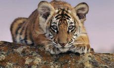 35岁属虎的吗(属牛35岁大劫)