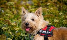 82年属狗在2023年适合买房吗(82年属狗买房子方位)