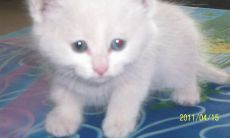 处女座养什么猫最好(双子座最适合养什么猫)