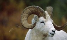 1991年属羊男配属鼠的好嘛(91属羊男和96属鼠女相配吗)