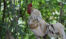 虎男羊女相克吗(属虎男和属猴女婚姻相配吗)