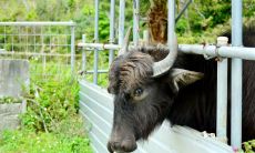 属猴与属猴一起工作(属猴和属猴的人在一起合适吗)