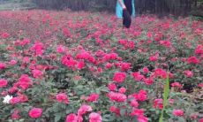 属鸡的女人什么时候才能有好运气啊(属鸡的人什么时候运气最好)