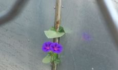 梅花怎么起名字(经常占卜会不会不好)